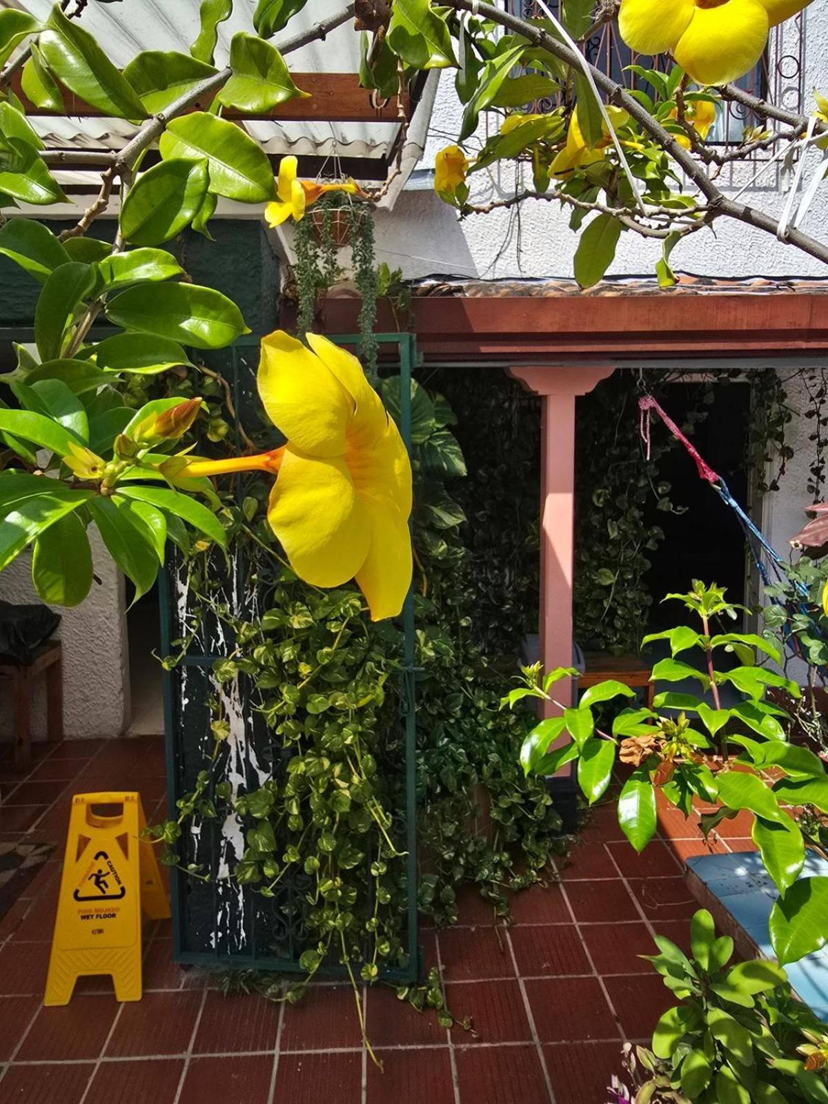 בוקארמנגה Tatami Hostel מראה חיצוני תמונה