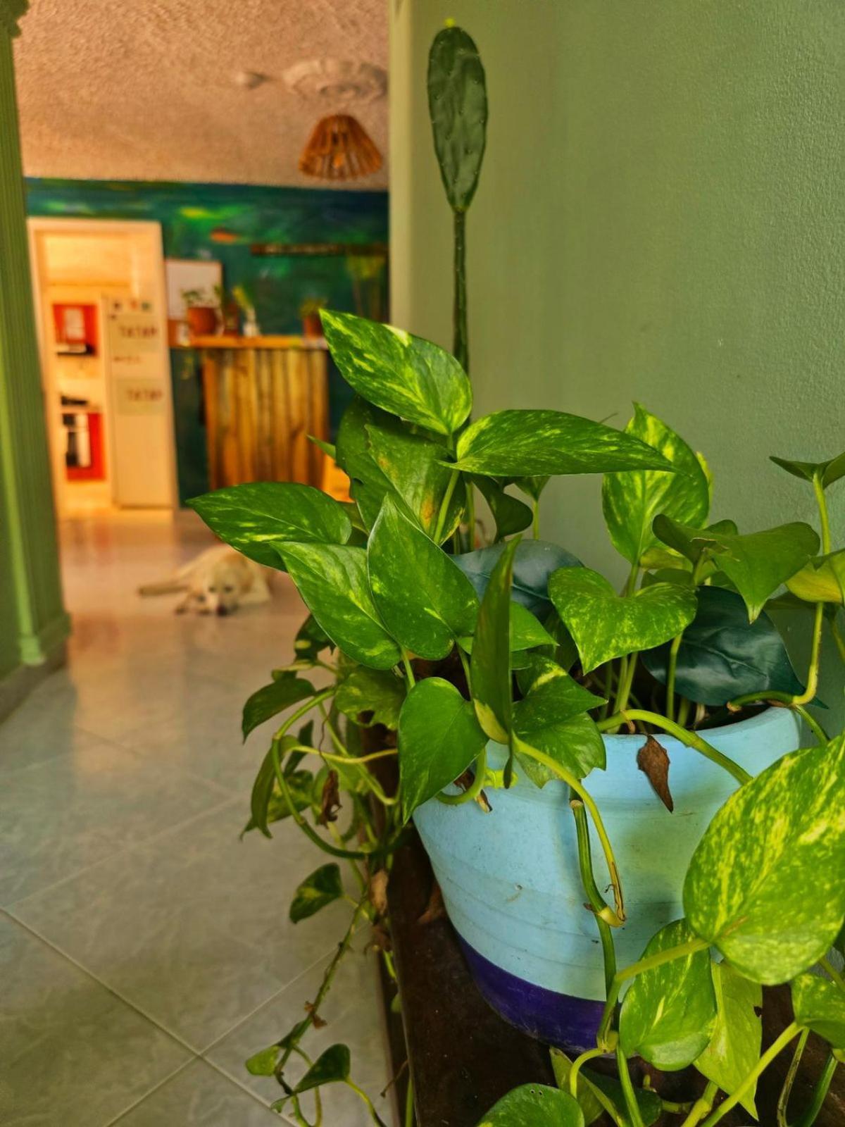 בוקארמנגה Tatami Hostel מראה חיצוני תמונה